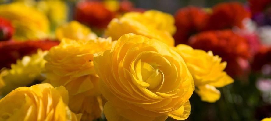 11朵黄玫瑰的花语意义（探寻黄玫瑰的神秘语言）
