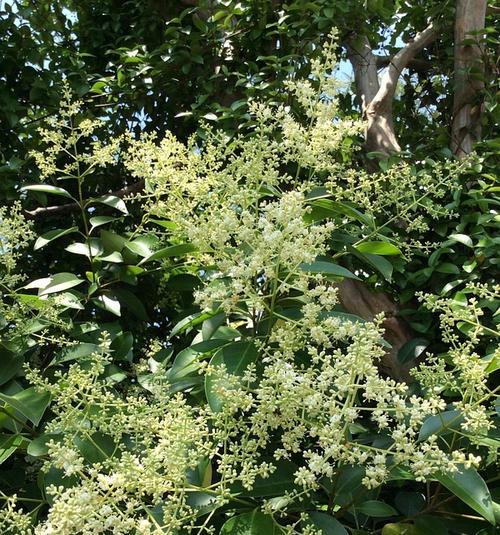 女贞子的花语（探秘古老文化中的神秘之花）
