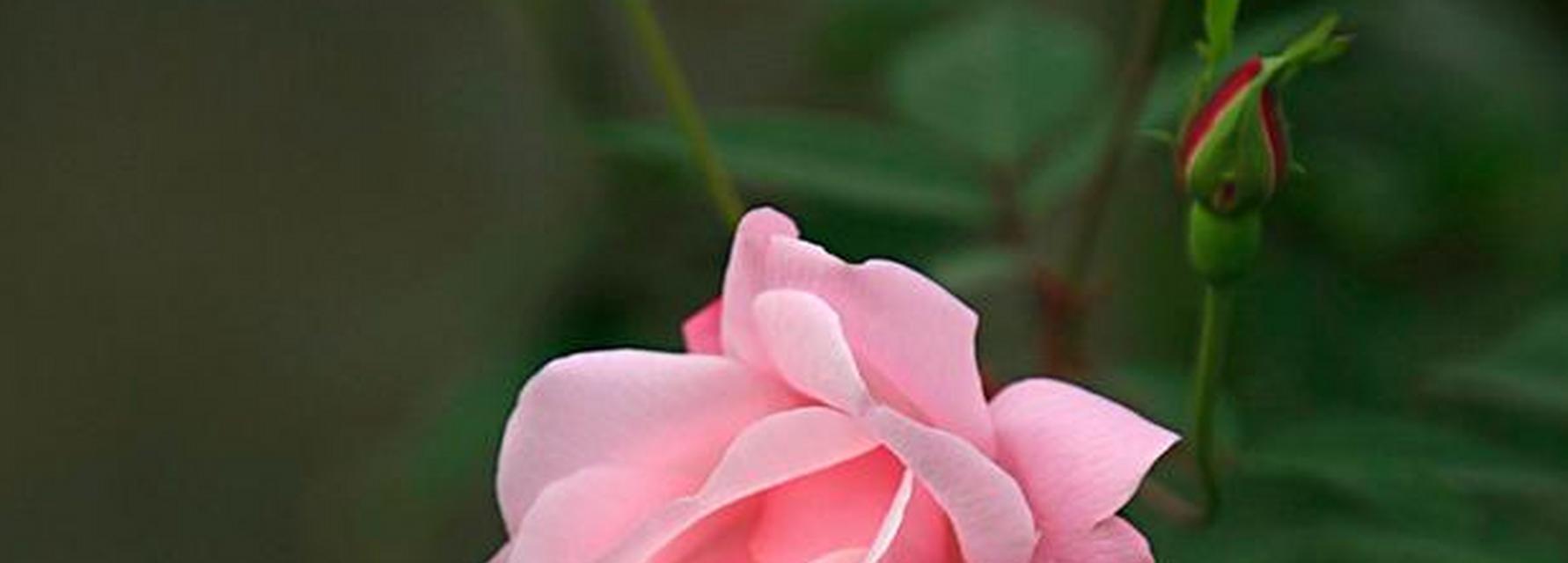 蔷薇的寓意与象征（探究蔷薇花所代表的意义及其文化象征）

