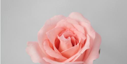 戴安娜玫瑰的花语及传说（探寻戴安娜玫瑰的含义，传承历史传说）
