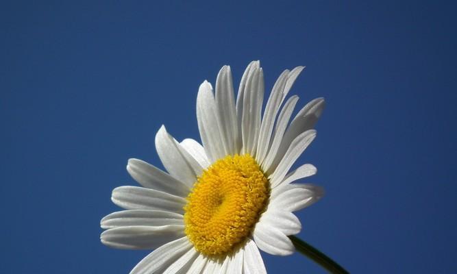 蓝色雏菊的花语和寓意（探索这朵小而美的花的内涵，让你更了解自己）

