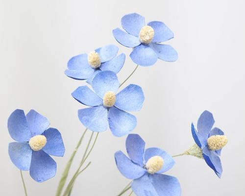 蓝色雏菊的花语和寓意（探索这朵小而美的花的内涵，让你更了解自己）
