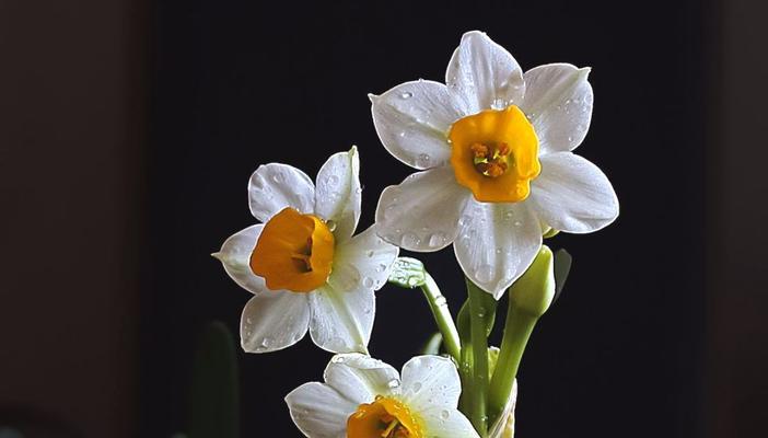 水仙花花语与寓意（探究水仙花背后的文化符号）
