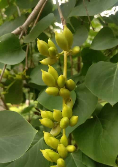 花叶丁香，花开富贵（品读花叶丁香的花语与寓意）
