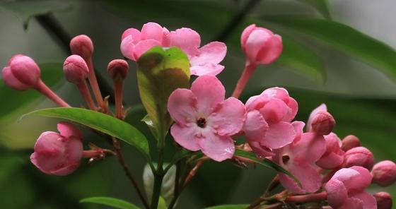 花叶丁香，花开富贵（品读花叶丁香的花语与寓意）
