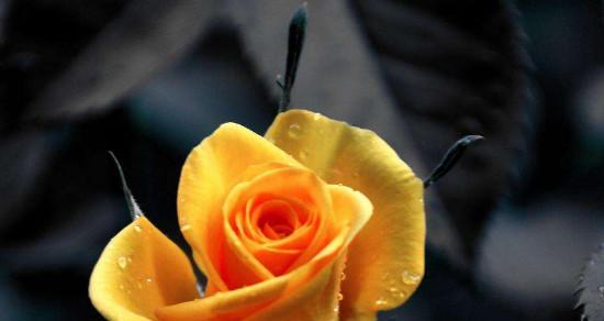 黄玫瑰花语的深刻寓意（探秘黄玫瑰背后蕴藏的意义与象征）
