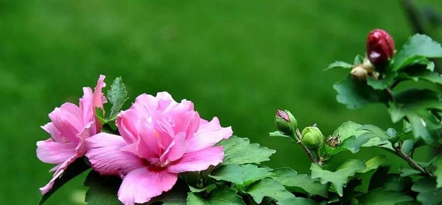 木槿花——情爱与美丽的象征（探寻木槿花的花语和象征，品味爱的真谛）

