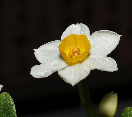 水仙花的花语（探秘水仙花的传说与寓意）
