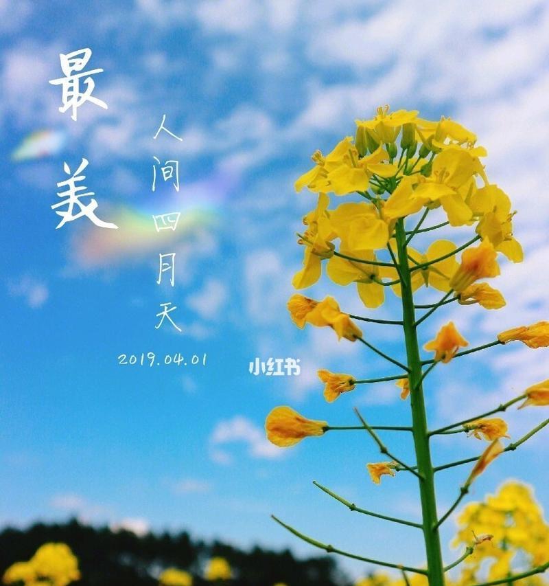 油菜花的花语与寓意（展现春天的美丽与希望）
