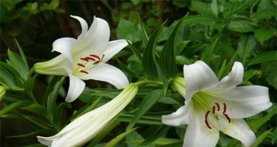 圣心百合花语与其象征意义（探秘百合花的美丽传说与文化背景）
