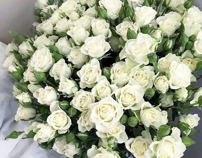 纯洁之花——白玫瑰的花语与寓意（白玫瑰的美丽、神秘和感人之处）

