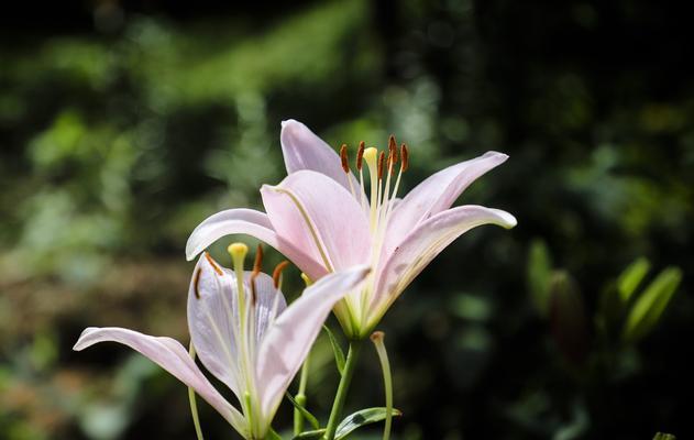 百合花的寓意和象征意义（探寻百合花在文化、宗教和美学中的角色）
