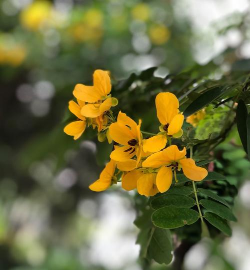 槐花的花语意义（探秘槐花的花语，了解它的丰富内涵）
