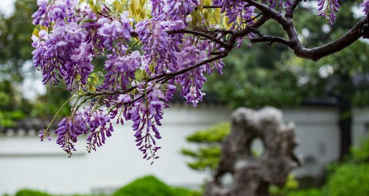 紫藤花花语（解读紫藤花的美丽与含义）
