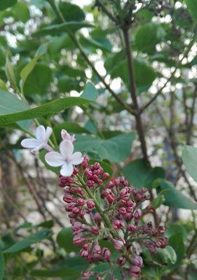 紫丁香花语的含义（探寻紫丁香的美丽之意）
