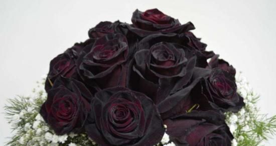 黑色玫瑰花语，传递不一样的情感（黑色花卉的美丽和神秘感，结合玫瑰花的花语，深刻揭示爱的真谛）
