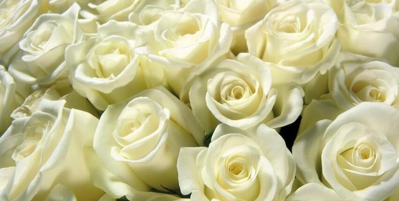 白玫瑰的花语与象征（纯洁、敬仰、祝福和爱情）

