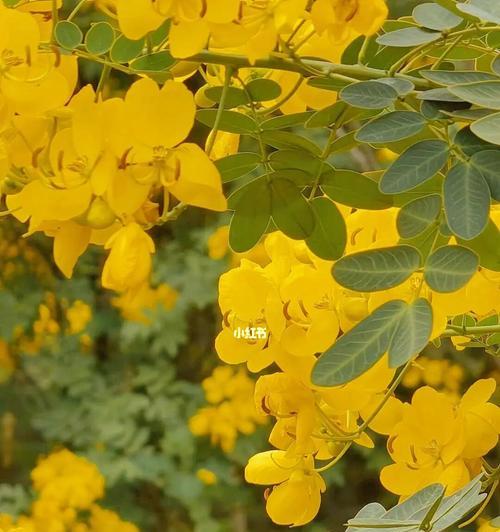 馨香黄槐，花开飘散（黄槐花语与文化内涵）
