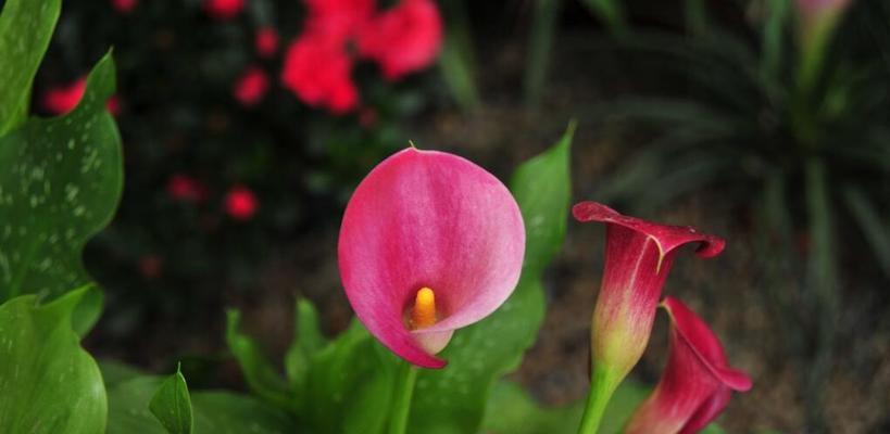 马蹄莲的花语与寓意（探寻马蹄莲花的文化内涵）
