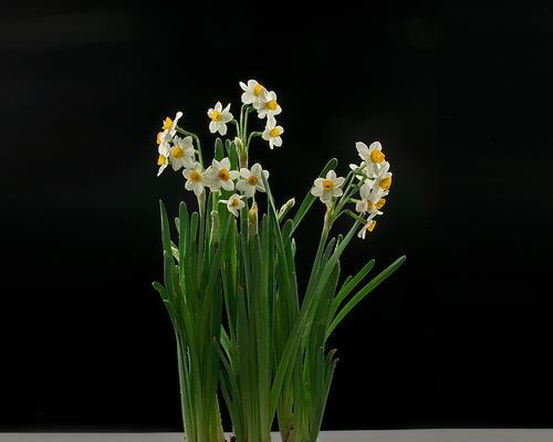水仙花，送你真挚的祝福（探寻水仙花的花语及寓意，寻找最佳赠送对象）
