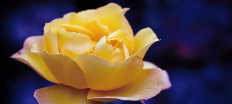 黄色玫瑰的寓意与花语（探寻黄色玫瑰在不同文化中的象征意义）
