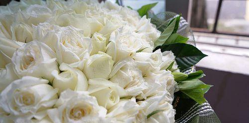 白玫瑰之花语与寓意（探究白玫瑰之神秘，窥探花开之意）
