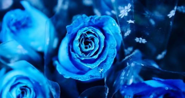 碎冰蓝玫瑰的花语与寓意（解读花朵的情感语言，传达心灵的声音）
