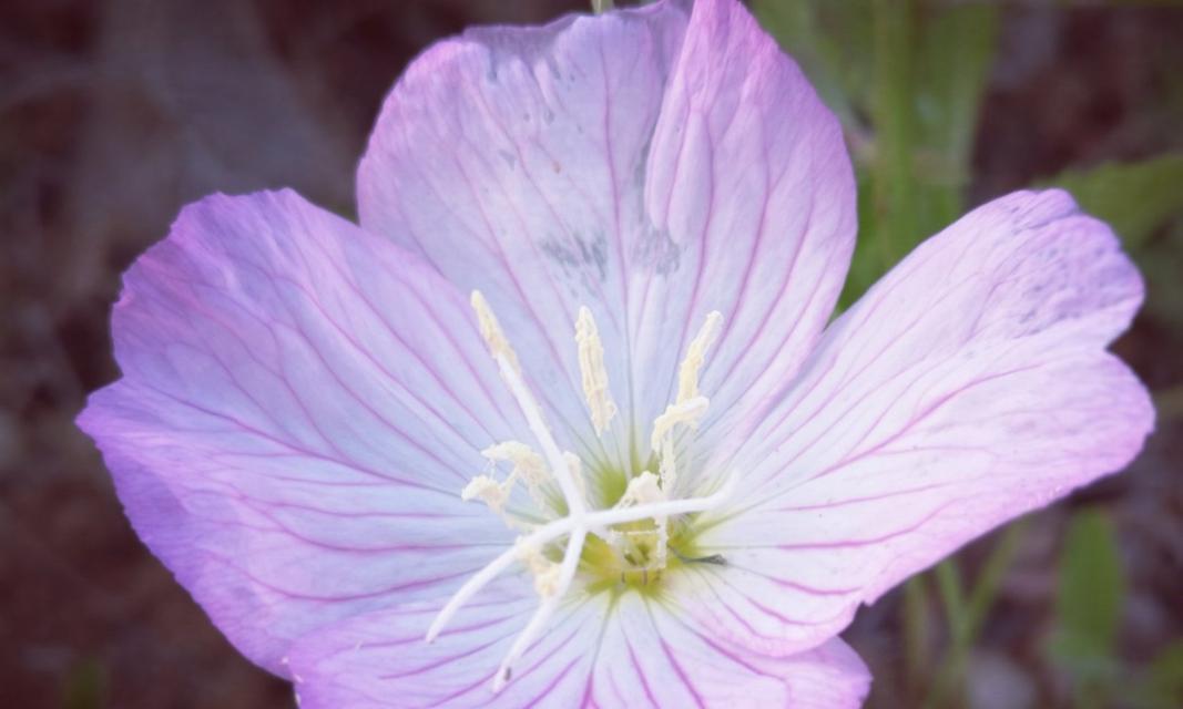 月见草的传说——花语与神话（揭开月见草花语和神话的神秘面纱）