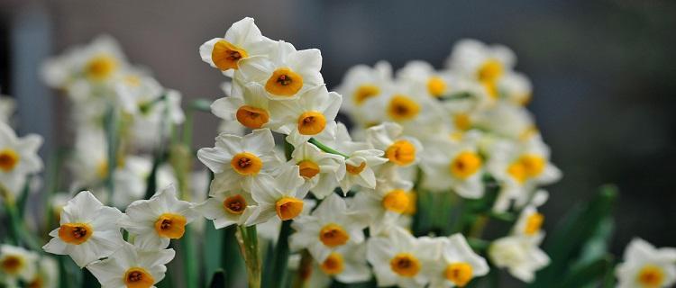 水仙花的寓意（探究水仙花的象征意义及文化价值）