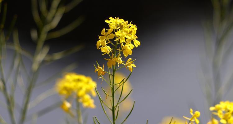 春天花的花语（揭秘不同花卉的寓意和象征）