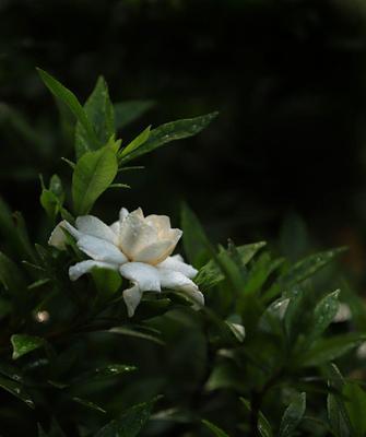 栀子花的花语象征与寓意（探究栀子花的文化内涵及象征意义）