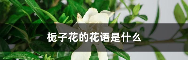 栀子花的花语象征与寓意（探究栀子花的文化内涵及象征意义）