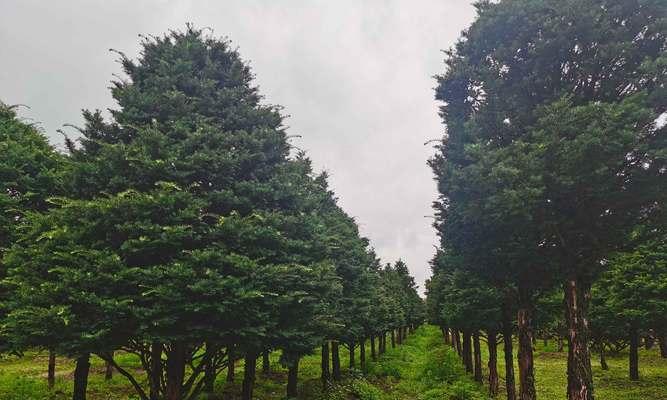 红豆杉种植技巧全解析（如何在家中种植优质的红豆杉）