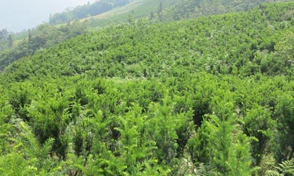 红豆杉种植技巧全解析（如何在家中种植优质的红豆杉）