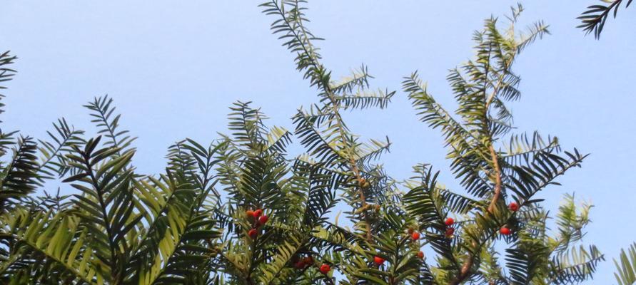 红豆杉种植技巧全解析（如何在家中种植优质的红豆杉）