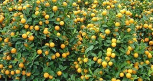金橘的繁殖方法（掌握繁殖技巧，助力果树种植）
