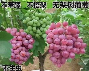 阳台葡萄种植技术与管理（打造绿色阳台生活，阳台葡萄甜蜜多）