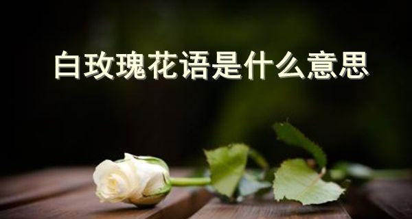 玫瑰花语的深刻内涵（探索玫瑰花的美丽与意义）