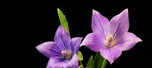 紫色的花语——寄托幽香（紫色花朵的寓意与文化内涵）