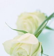 白玫瑰代表什么意思（探究白玫瑰代表的美好含义）