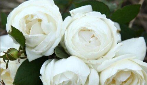 白玫瑰花语（表达纯洁与爱情的美丽之花）