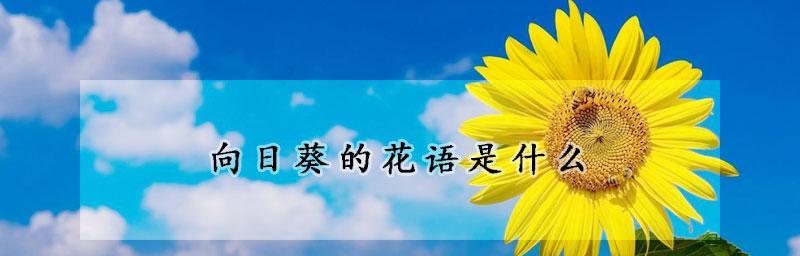 太阳花的唯美花语（探秘太阳花的意义与象征）