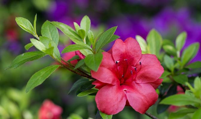 杜鹃花语象征与寓意（探寻杜鹃花的神秘内涵）