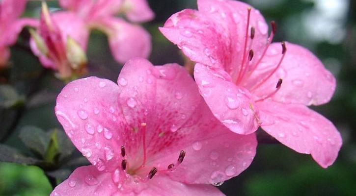 杜鹃花语象征与寓意（探寻杜鹃花的神秘内涵）