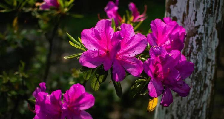 杜鹃花语象征与寓意（探寻杜鹃花的神秘内涵）