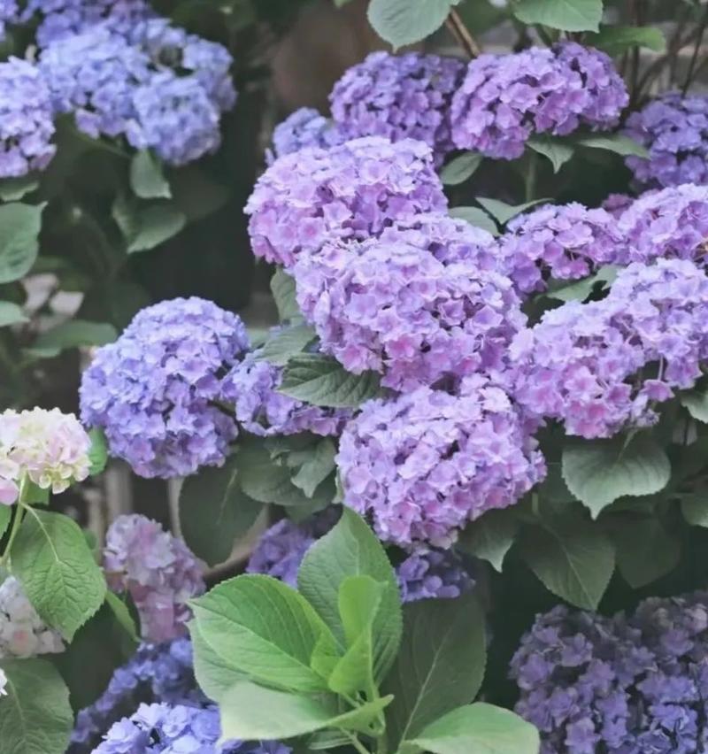 绣球花的花语（传递爱意的美丽花朵）