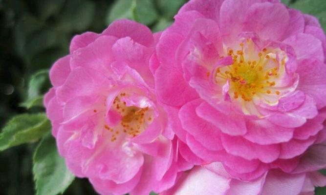 野蔷薇的花语及代表意义（探究野蔷薇在文化传统中的重要地位）