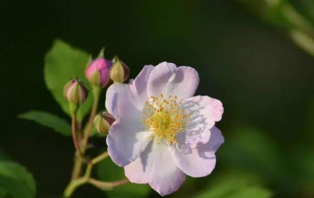 野蔷薇的花语及代表意义（探究野蔷薇在文化传统中的重要地位）