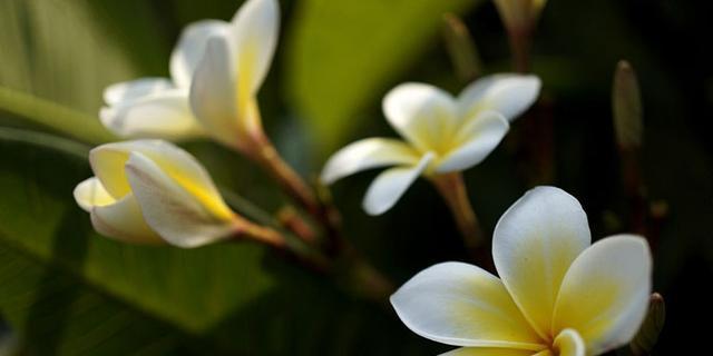 鸡蛋花的花语（探秘鸡蛋花的八种不同象征意义）