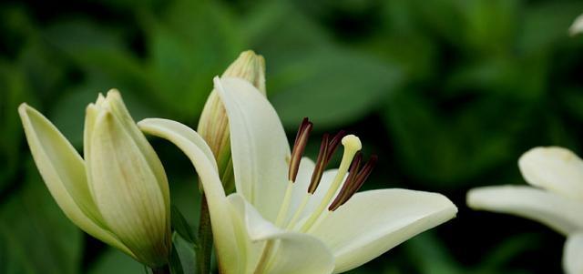 探究百合花的花语和含义（解读百合花所代表的吉祥寓意和情感表达）